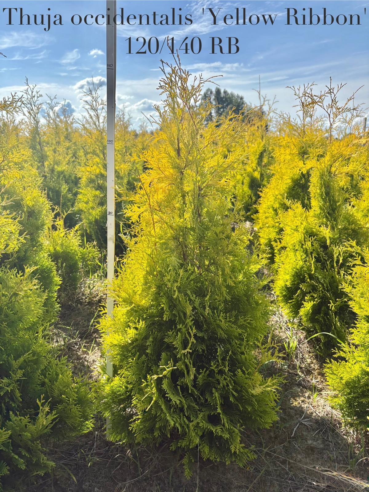 9c408c38-973d-44e0-ac33-a6000bce775e