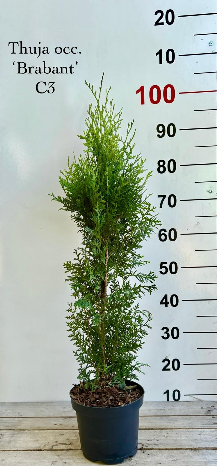 5a31b77c-a145-498f-9611-fc4cf5c80afe