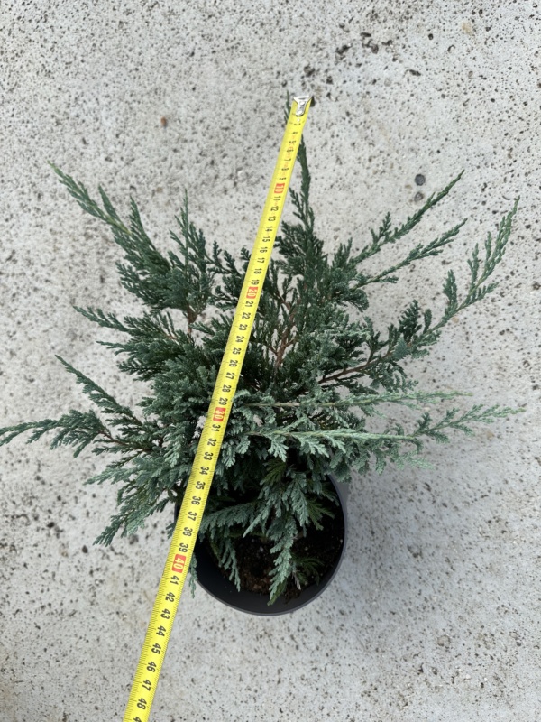 Juniperus horizontalis Blue Chip C2