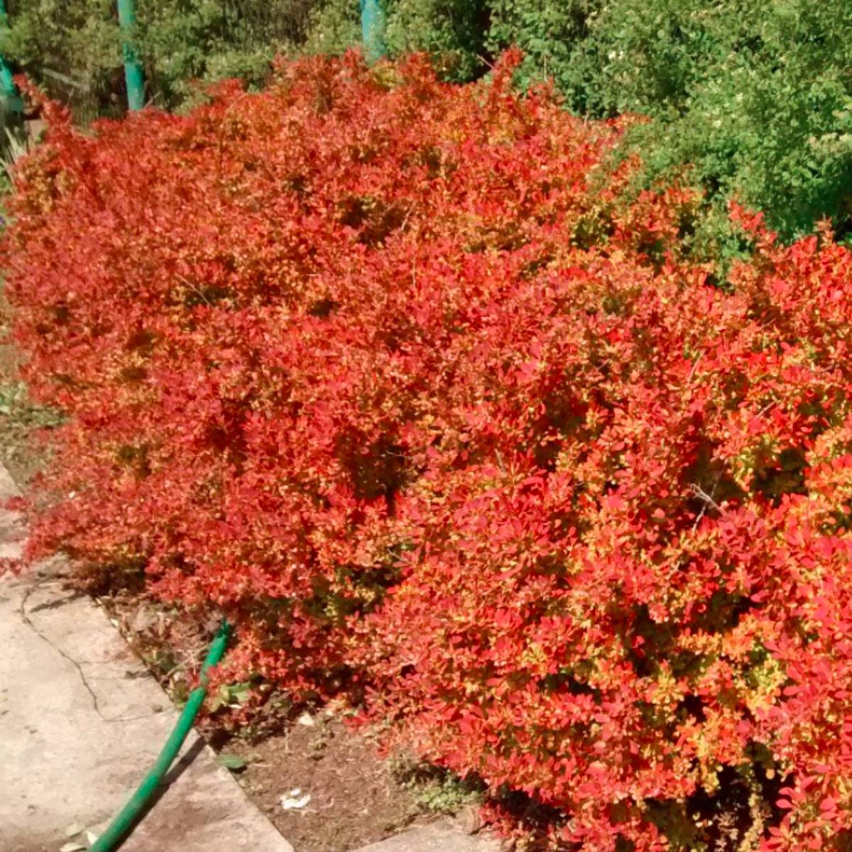 Desperados Berberis