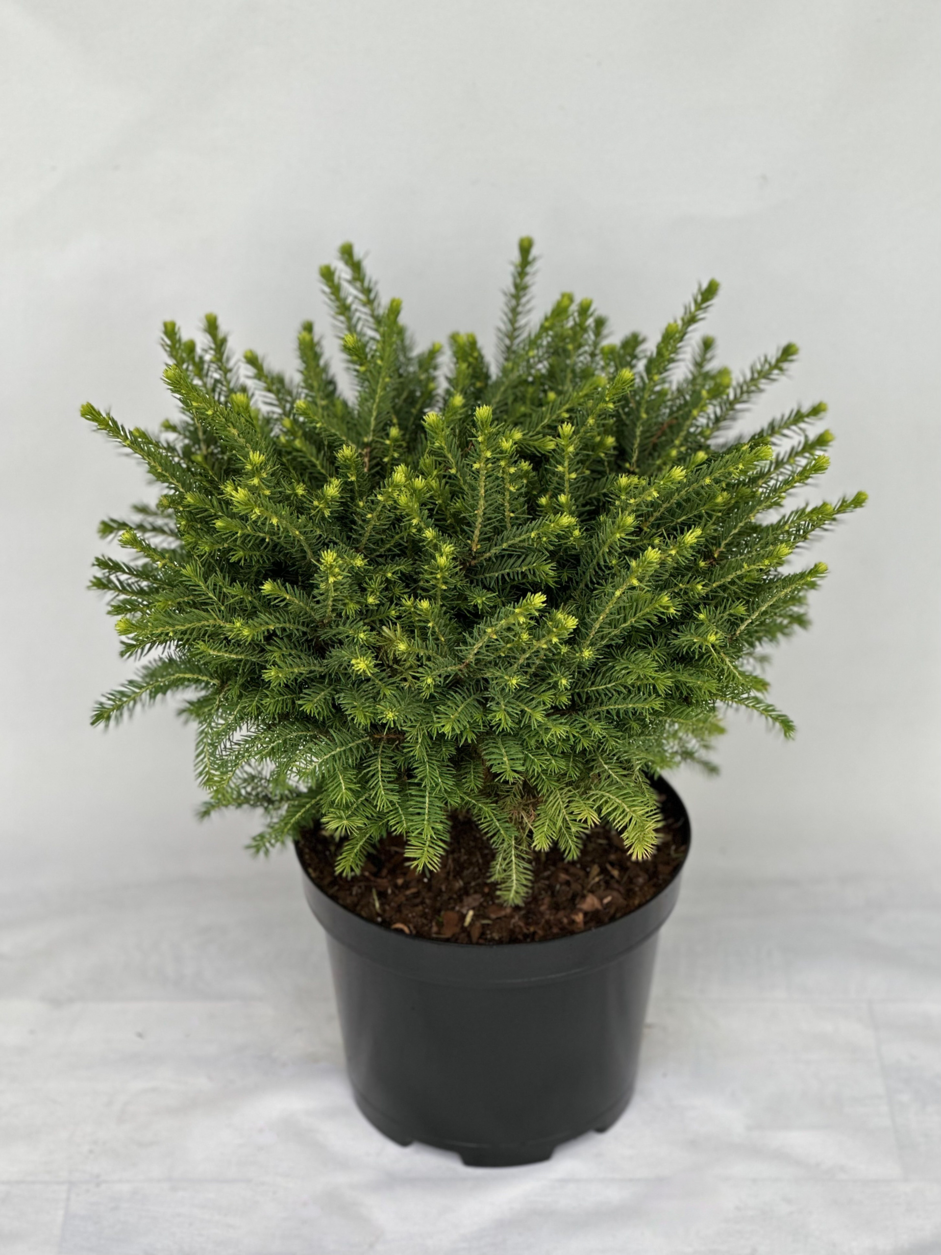 Picea omorika Karel C5