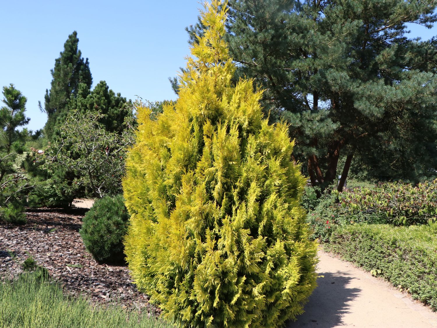 Großer Lebensbaum 'Goldy' ® (S) - Thuja plicata 'Goldy' ® (S)