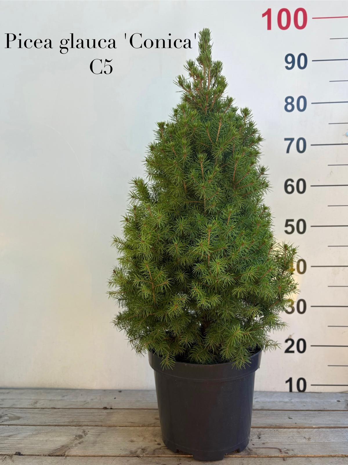 915f1905-4dd4-469b-a311-a6cfd814c001