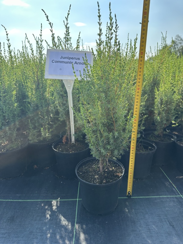 Juniperus communis 'Arnold' C2