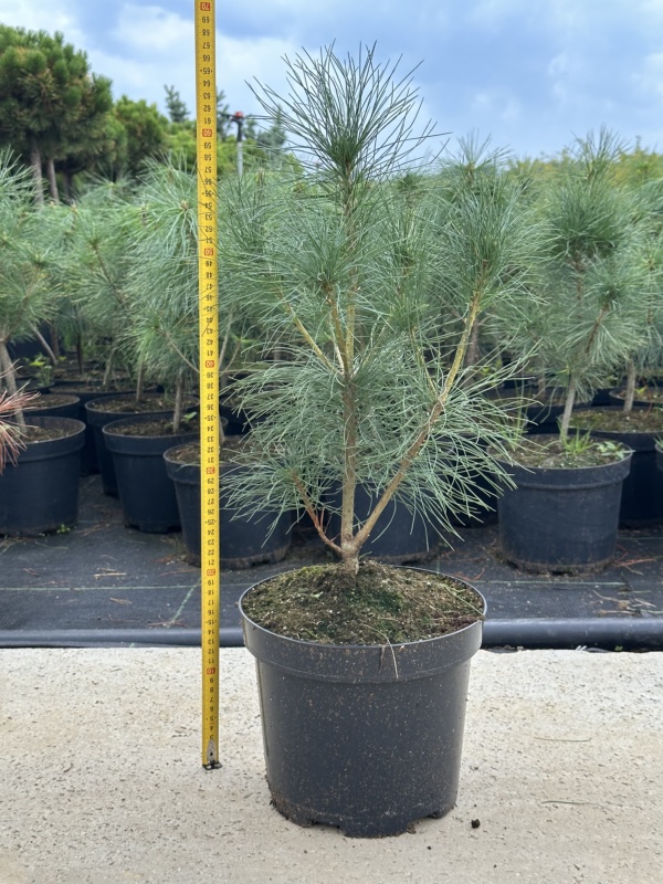 Pinus Strobus C5