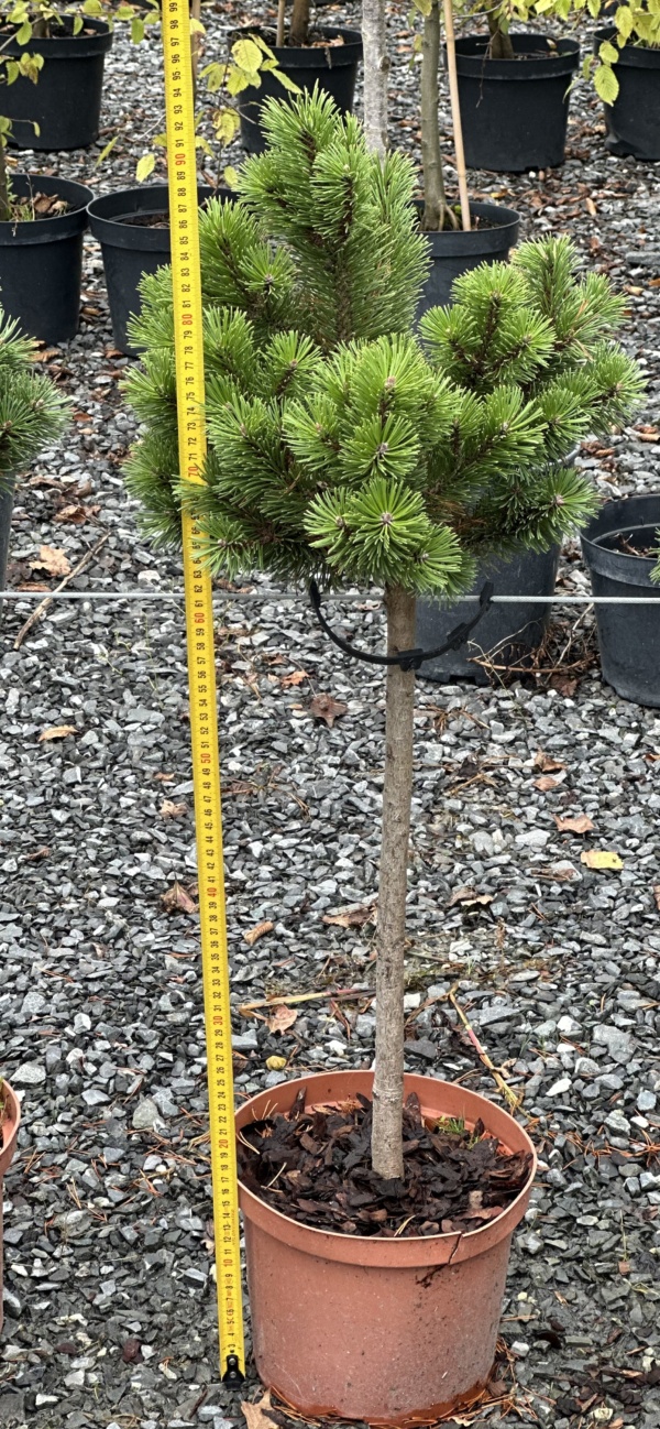 Pinus mugo 'Sherwood Compact' C5
