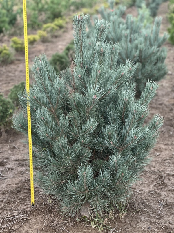 Pinus sylvestris 'Watereri' RB