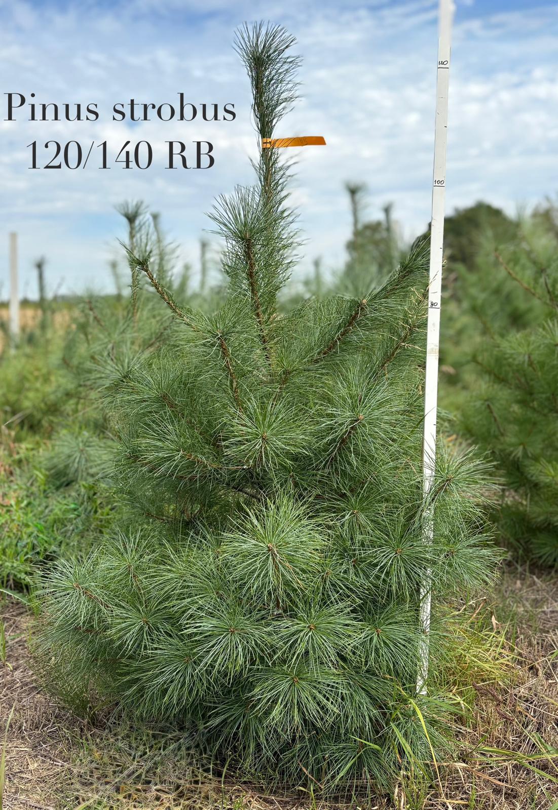 c1f3e5ac-4d14-4450-93e4-371f200d5320