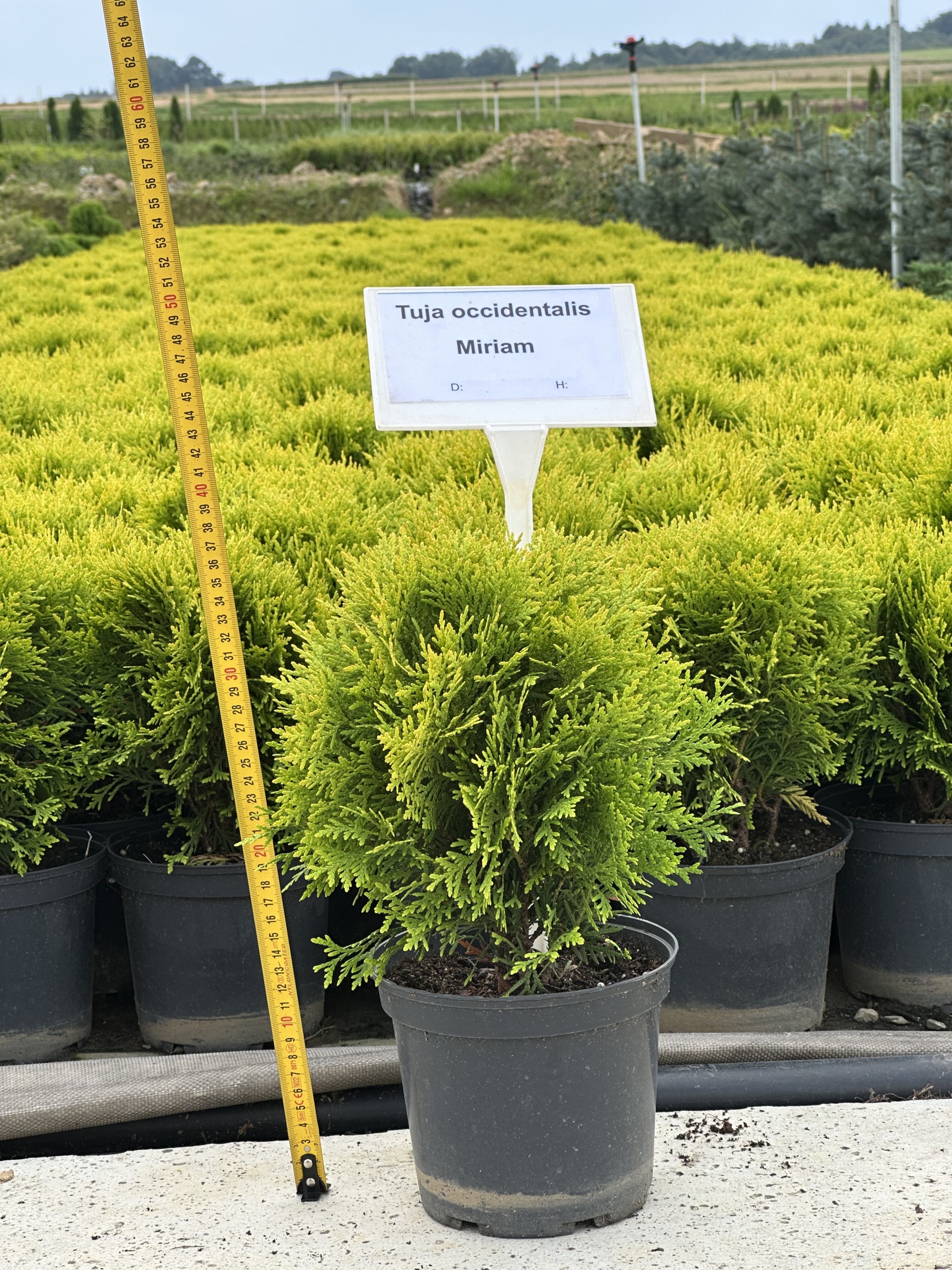 Thuja occ. Mirjam C2