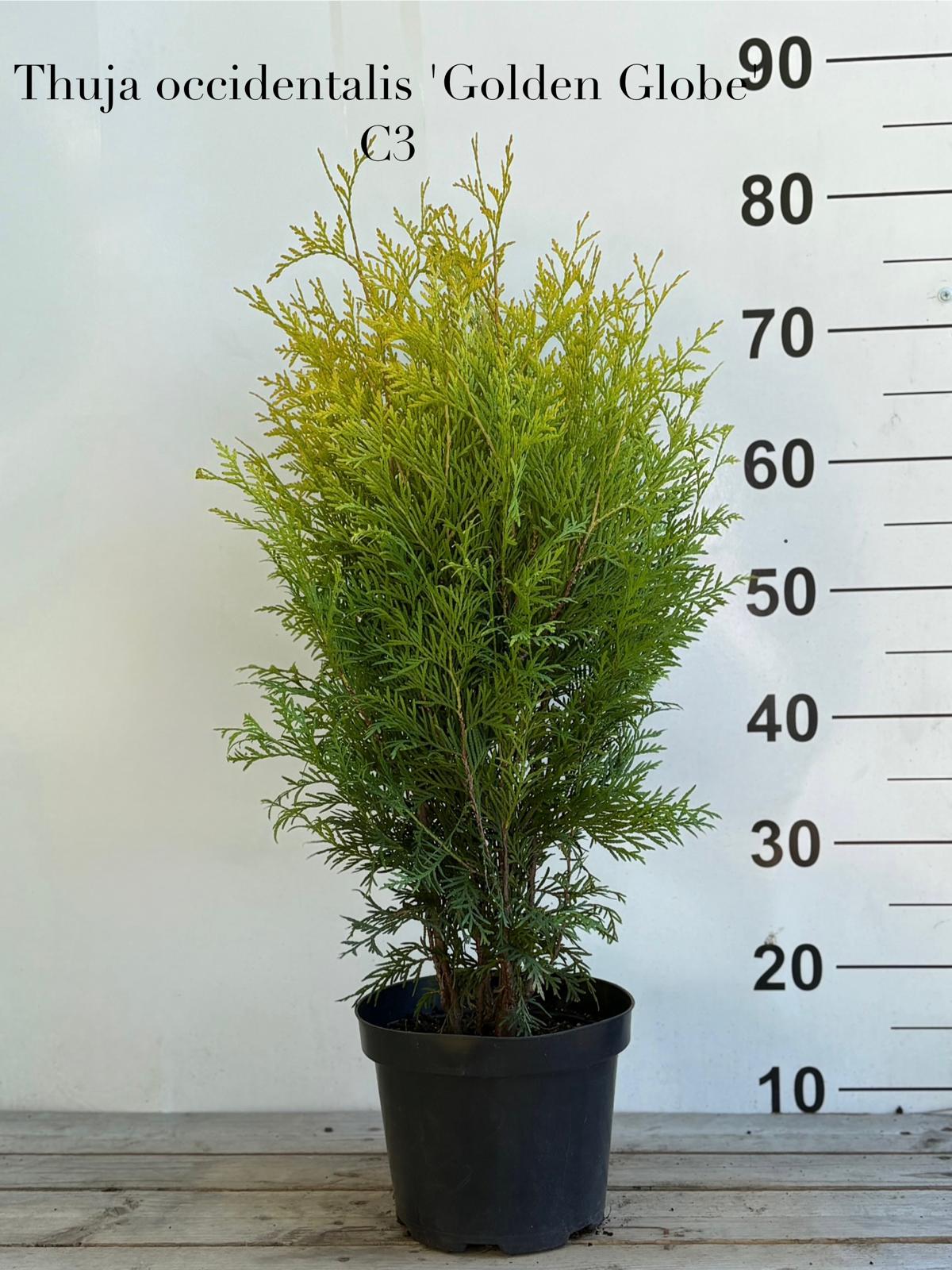 6ccd532c-2232-4c05-a506-763c16722686