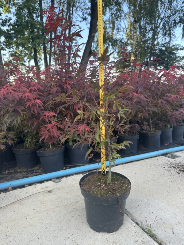 Acer palmatum Atropurpureum C2